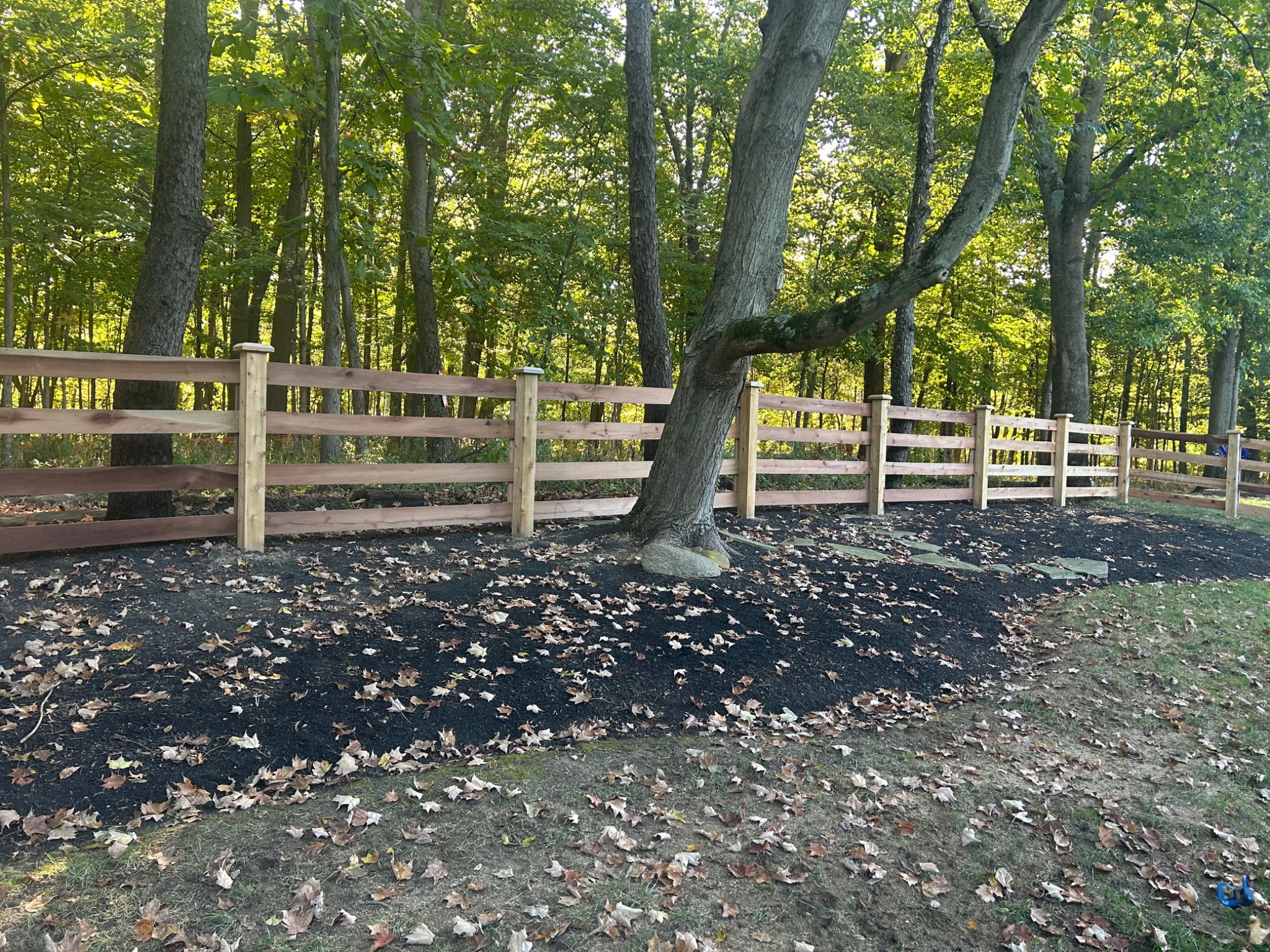 Before staining project 5